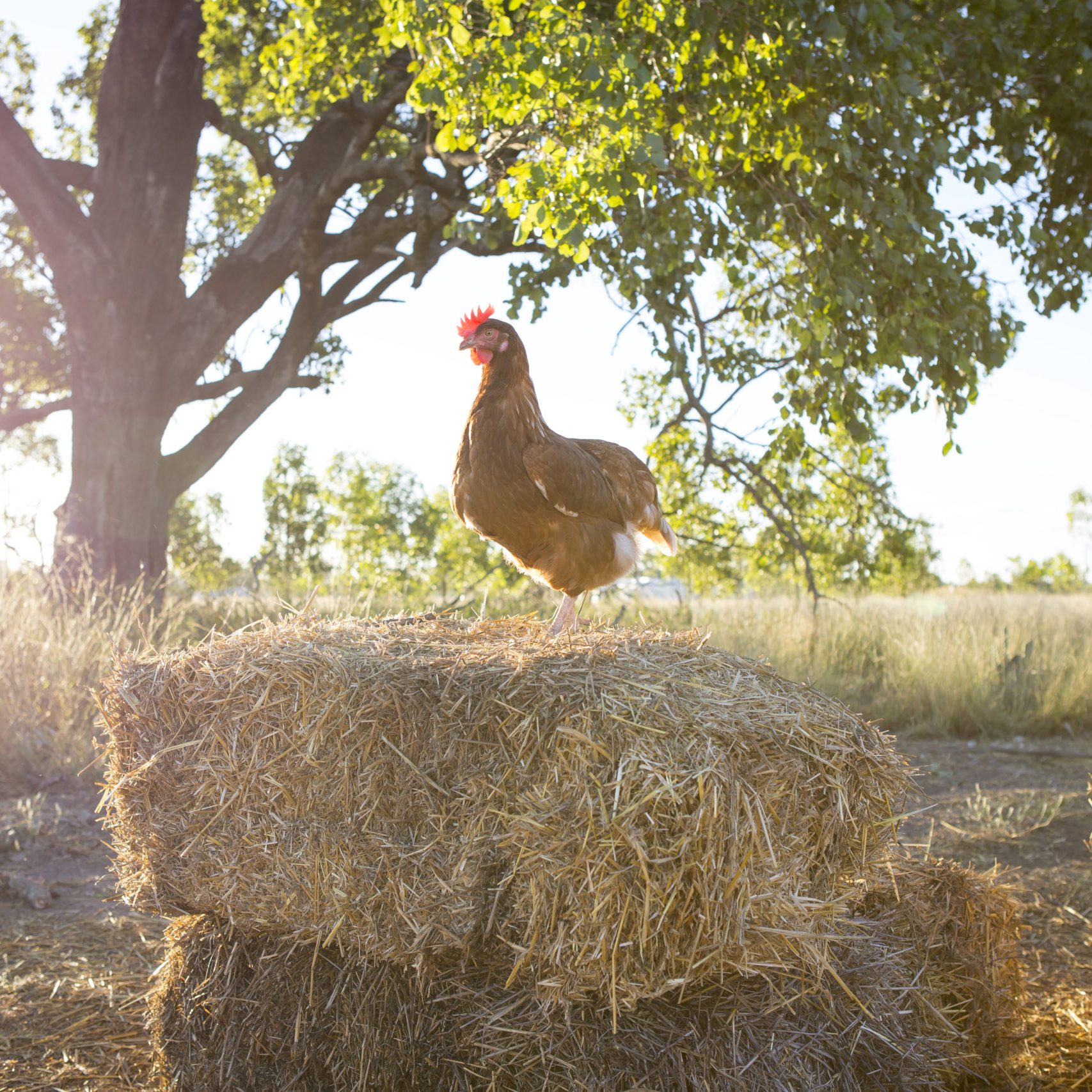 4M1A2192 - chook on hay